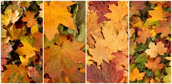 Colorful Background Fallen Autumn Foliage Seasonal Background Colorful Leaves Collage — Foto Stock