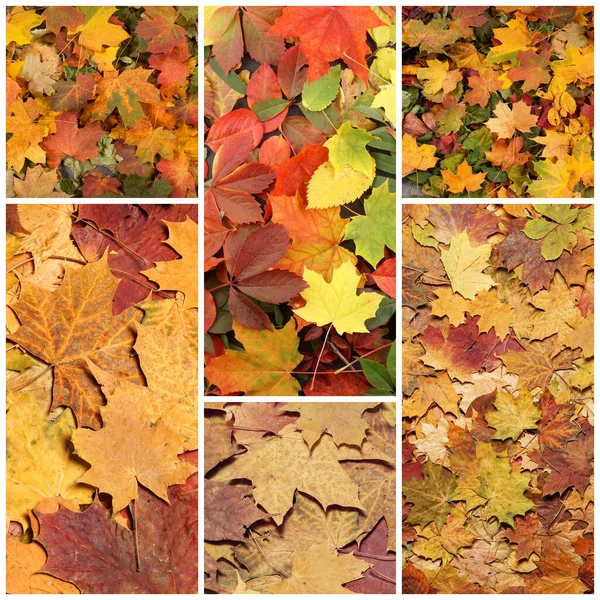 Colorful Background Fallen Autumn Foliage Seasonal Background Colorful Leaves Collage — Stock Photo, Image