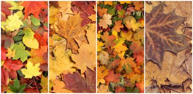 Colorful background of fallen autumn foliage. Seasonal background of colorful leaves. Collage collection of different images.