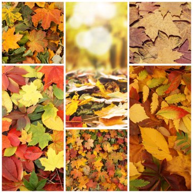 Colorful background of fallen autumn foliage. Seasonal background of colorful leaves. Collage collection of different images.
