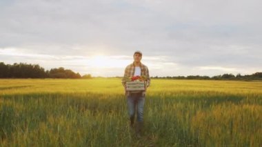 Gün batımında tarım arazisinin önünde sebze kutusu olan bir çiftçi. Kırsal kesimde bir adam. Kır hayatı, gıda üretimi, tarım ve kırsal yaşam tarzı kavramı.