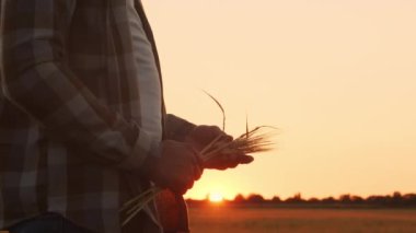 Günbatımı tarımının önündeki çiftçi. Kırsal kesimde bir adam. Kır hayatı, gıda üretimi, tarım ve kırsal yaşam tarzı kavramı.