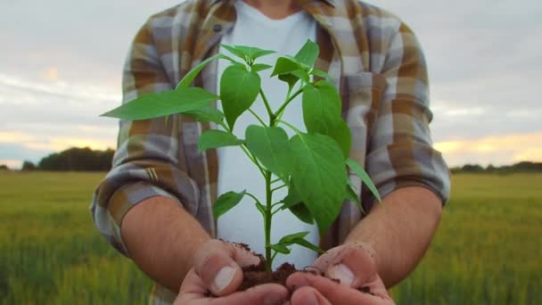 Farmer Holding Green Plant His Hands Front Sunset Agricultural Landscape — Stockvideo