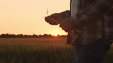 Günbatımı tarımının önündeki çiftçi. Kırsal kesimde bir adam. Kır hayatı, gıda üretimi, tarım ve kırsal yaşam tarzı kavramı.