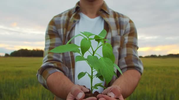 Farmer Holding Green Plant His Hands Front Sunset Agricultural Landscape — Vídeos de Stock