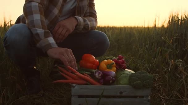 Farmář Před Západem Slunce Zemědělské Krajiny Muž Venkovském Poli Koncept — Stock video