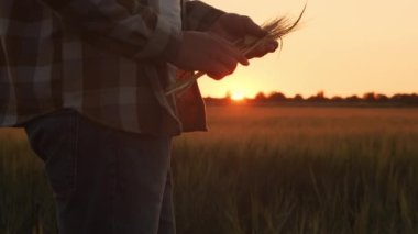 Günbatımı tarımının önündeki çiftçi. Kırsal kesimde bir adam. Kır hayatı, gıda üretimi, tarım ve kırsal yaşam tarzı kavramı.