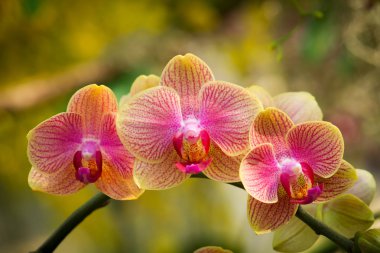 renkli orkide