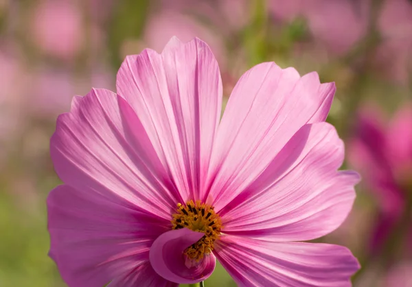 Rosa Kosmos-Blume — Stockfoto