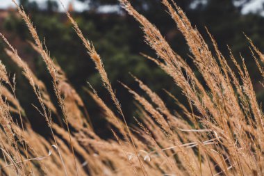 Sihirli altın sonbahar