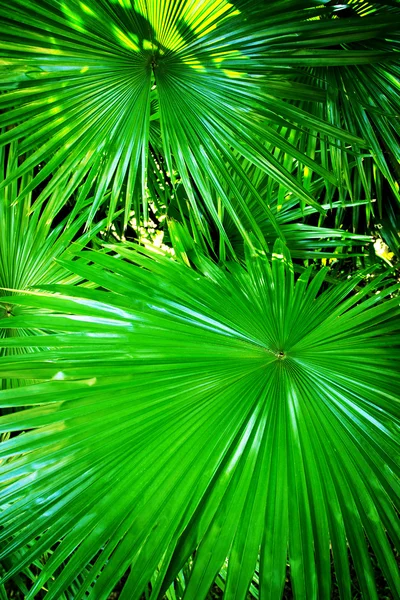 Feuilles vertes de palmier — Photo
