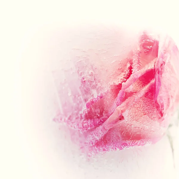 Abstract rose in creamy ice — Stock Photo, Image