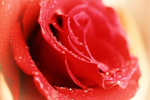 Vintage rosa close-up — Fotografia de Stock