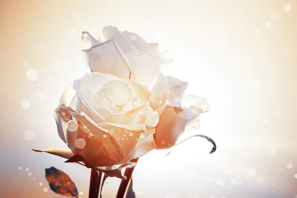 Fond romantique avec trois roses blanches — Photo
