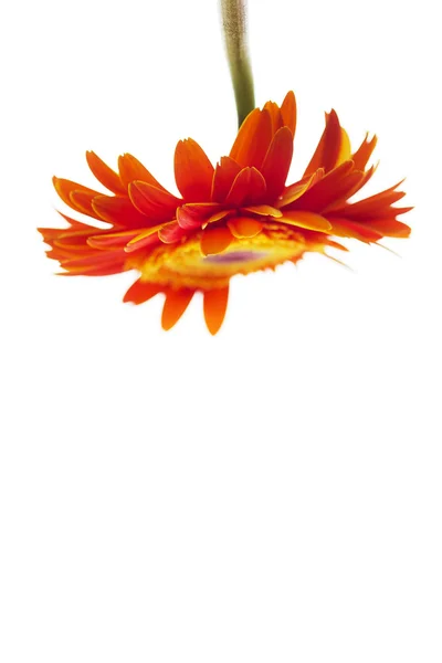 Laranja gerbera de cabeça para baixo — Fotografia de Stock