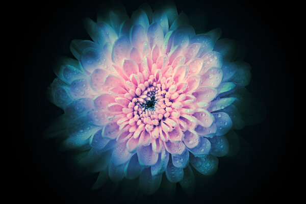 Abstract flower background