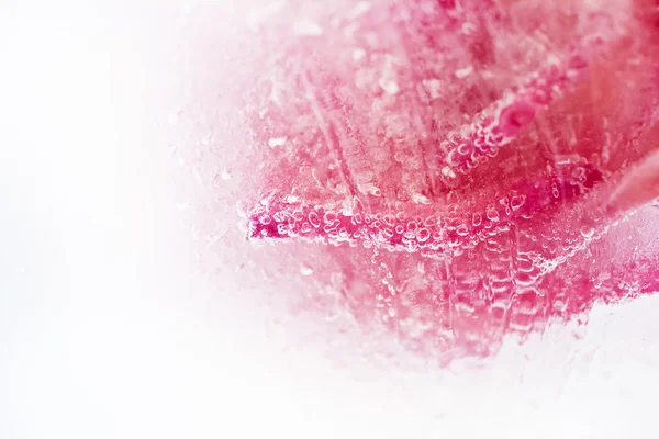 Abstract rose in ice — Stock Photo, Image