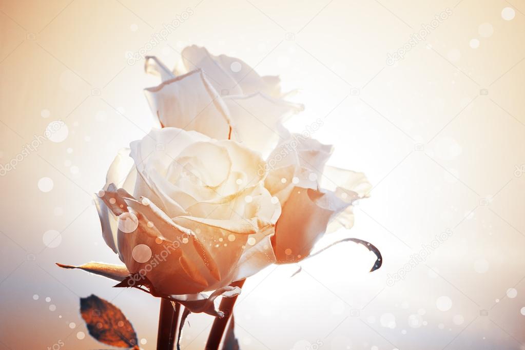 Romantic background with three white roses