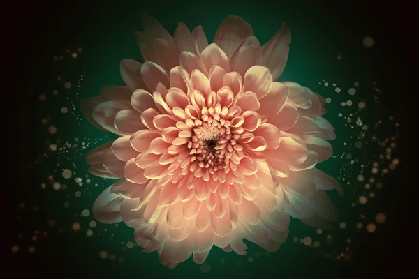 Αφηρημένες, λουλούδι φόντο — Φωτογραφία Αρχείου