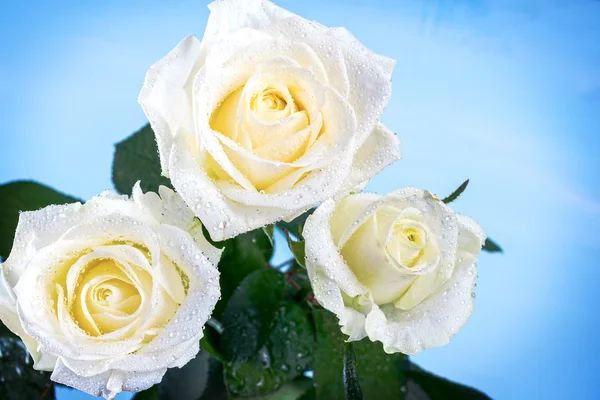 Roses on a blue background — Stock Photo, Image