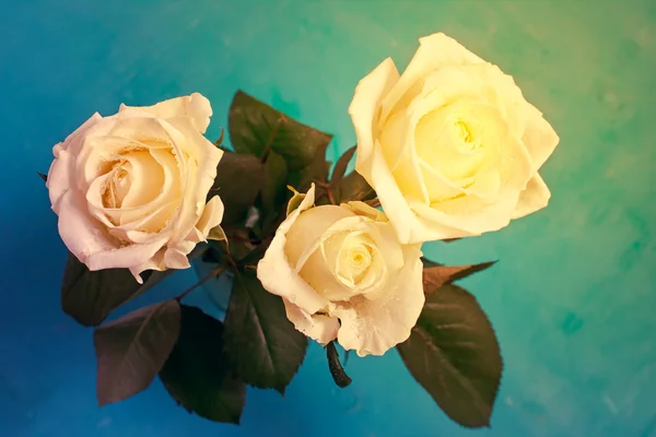 Drie witte rozen — Stockfoto