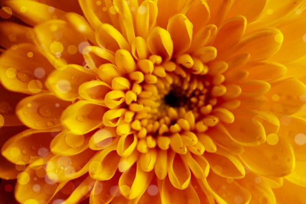 Sunny giallo crisantemo sfondo — Foto Stock