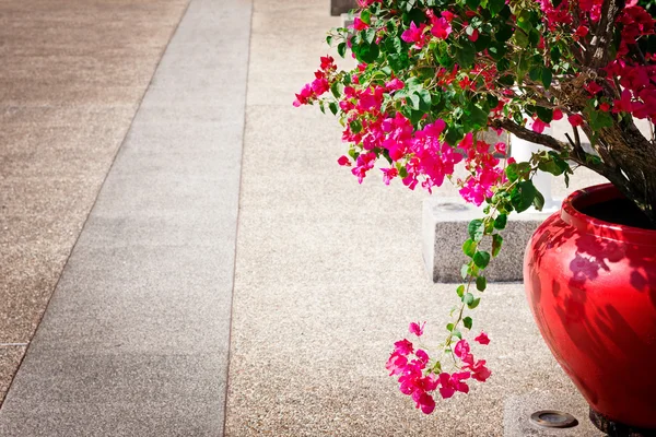 Bougainvillea flowers in a patio — Stock Photo, Image