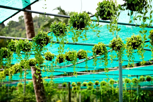 Tropiska växthuset i en regnig dag — Stockfoto