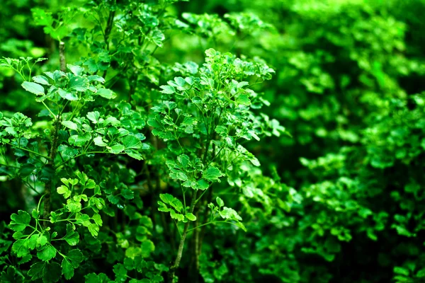 Grüner üppiger Hintergrund — Stockfoto