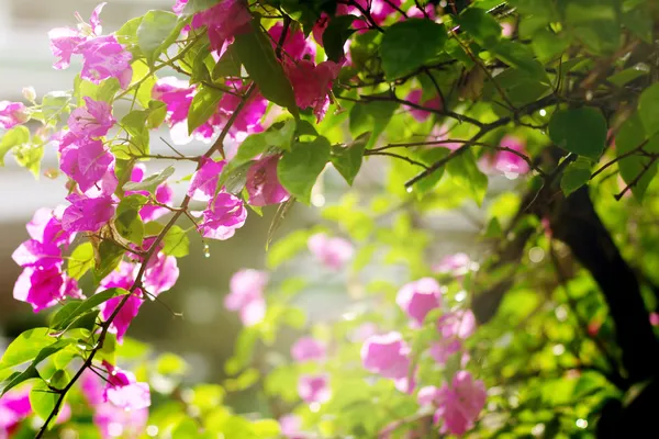Квіти Бугенвіля в саду Стокове Фото