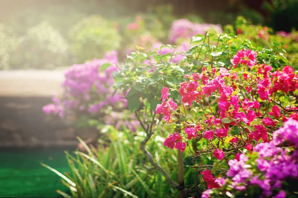 Bougainvillea virágok kert — Stock Fotó