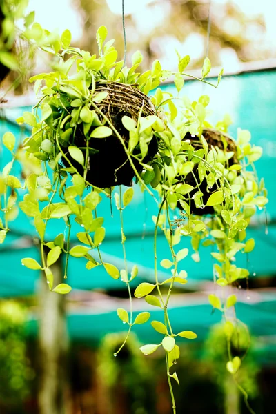 Houseplants in water drops in a greenery — Stock Photo, Image