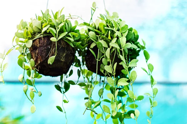 Kamerplanten in waterdruppels — Stockfoto