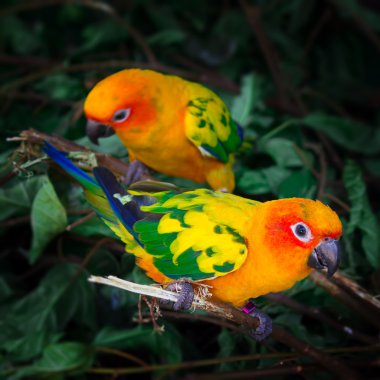 Two sun conures parrots are sitting on a tree branch