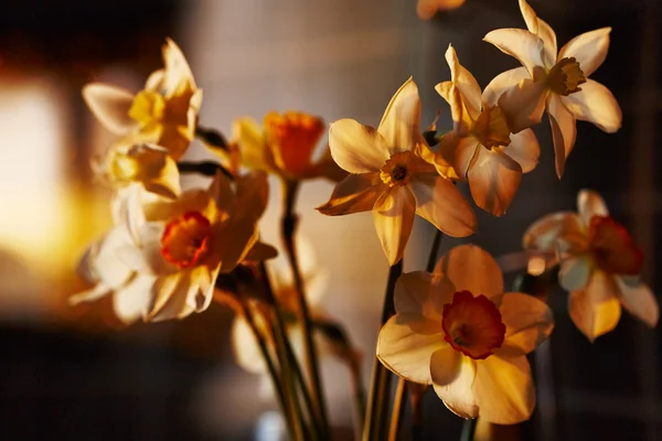 Frühlingsblumen Narzissen im untergehenden Sonnenlicht — Stockfoto