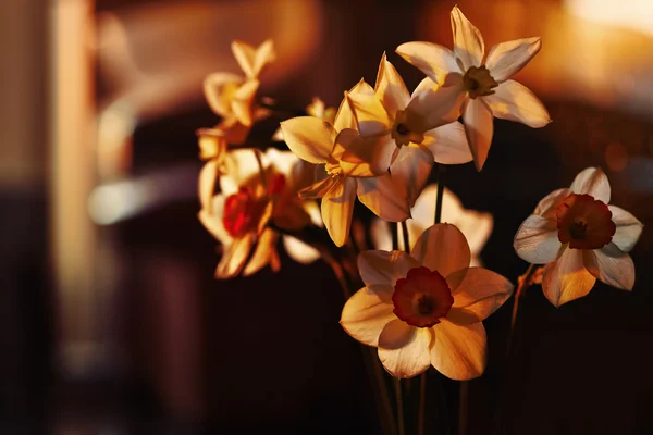 Flores de primavera narcisos no pôr-do-sol — Fotografia de Stock