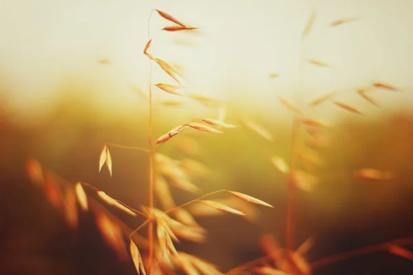 Campo de avena al atardecer. Vista de cerca . — Foto de Stock