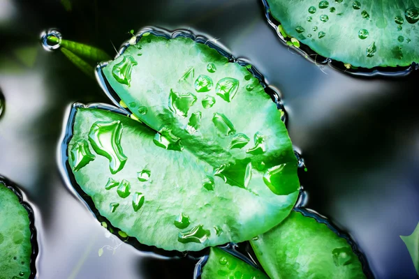 Lótus folhas com gotas de água — Fotografia de Stock