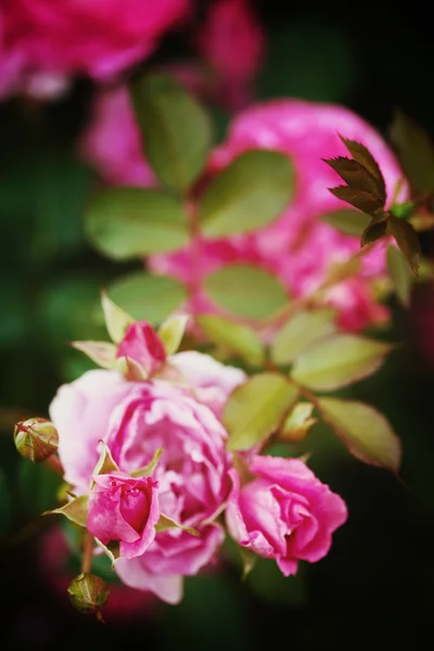 Natur bakgrund med rosa blomma — Stockfoto
