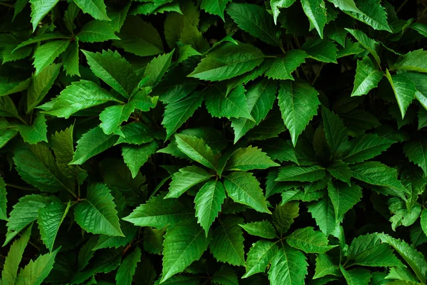 Sfondo natura con foglie verdi — Foto Stock