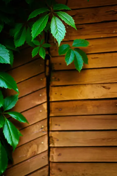 Natuur achtergrond met houten textuur — Stockfoto