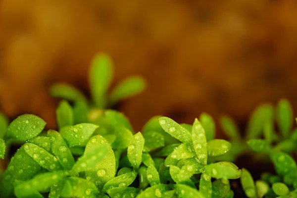 Young tarragon close up — Stock Photo, Image