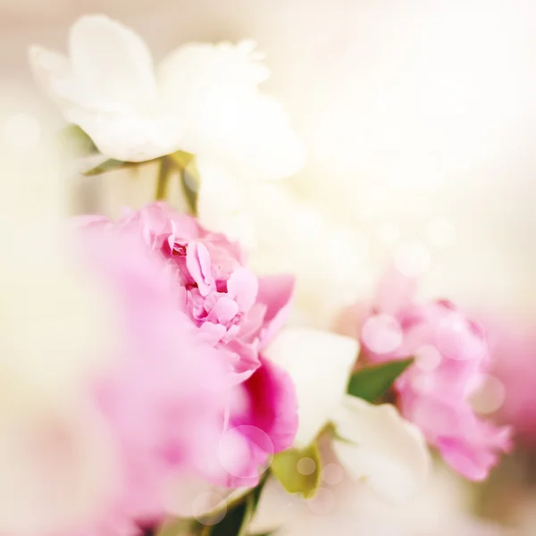 Streszczenie różowe kwiaty — Zdjęcie stockowe