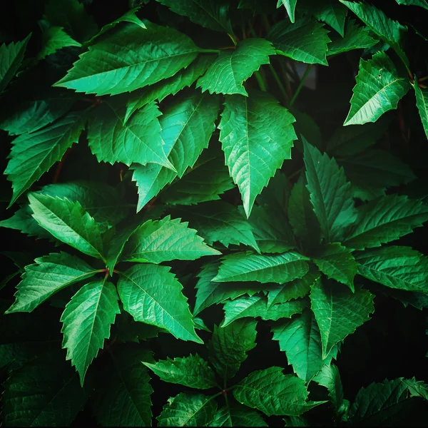 Sfondo natura con foglie verdi — Foto Stock