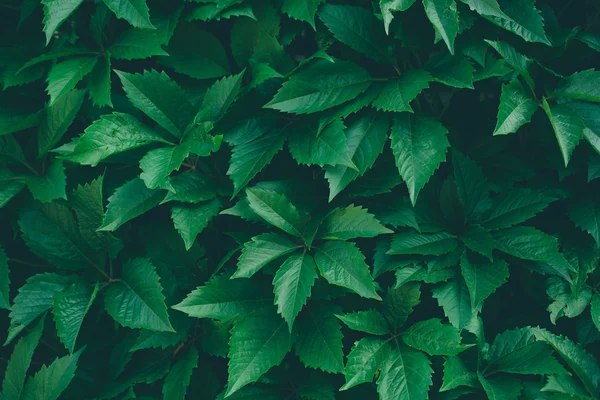 Fond naturel avec des feuilles vertes — Photo