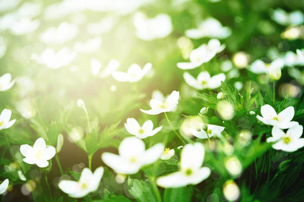 Flores brancas frescas à luz do sol — Fotografia de Stock