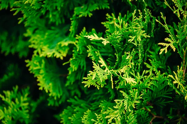 Cypress träd — Stockfoto