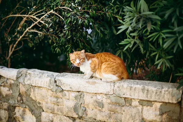 Rote Katze an der Wand — Stockfoto