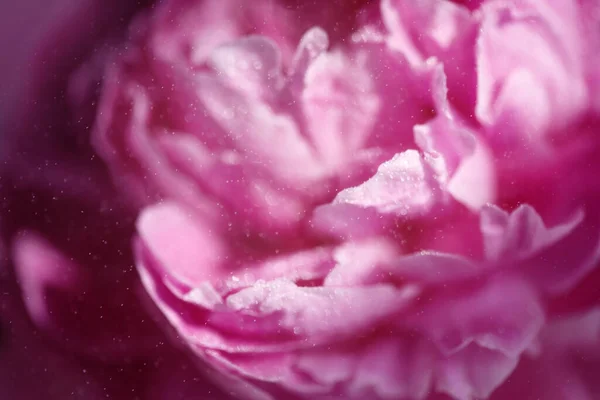 Primer Plano Delicados Pétalos Flores Rosadas Peonía Con Gotas Agua — Foto de Stock