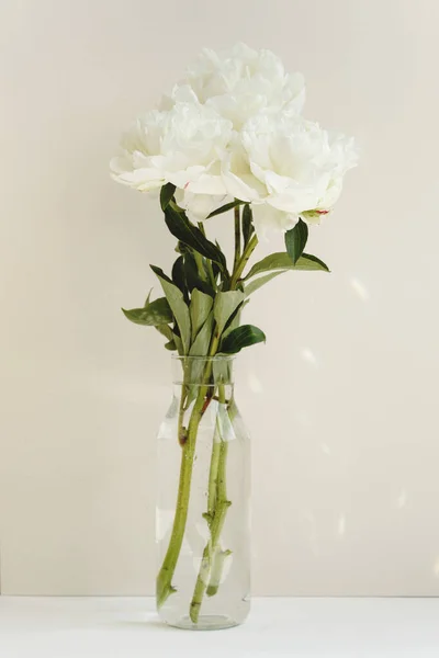 Una Sola Flor Peonía Blanca Jarrón Vidrio Sobre Fondo Pastel — Foto de Stock